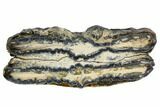 Mammoth Molar Slice With Case - South Carolina #106474-1